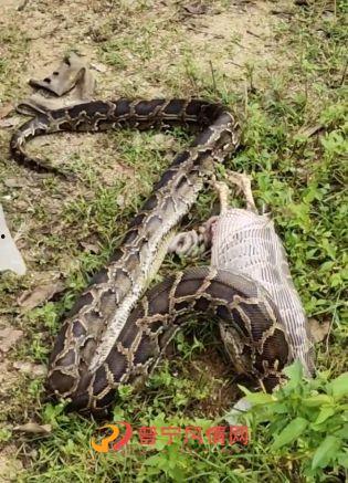 大黑蟒吃瓜,一场惊心动魄的生态奇观